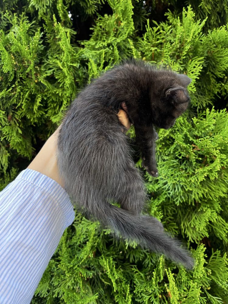 Кошеня в добрі руки