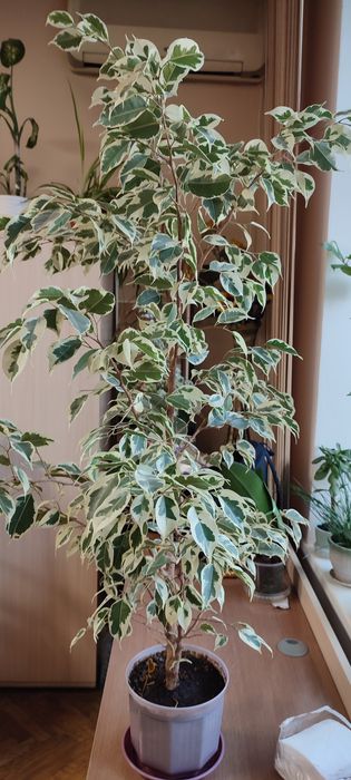 Продам фікуси і дифенбахію