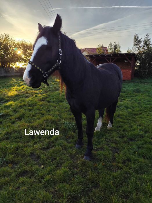 Likwidacja stada koni