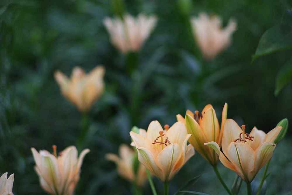 m42 S.M.C. Takumar 135/2,5 різьбовий світлосильний портретник/телевик