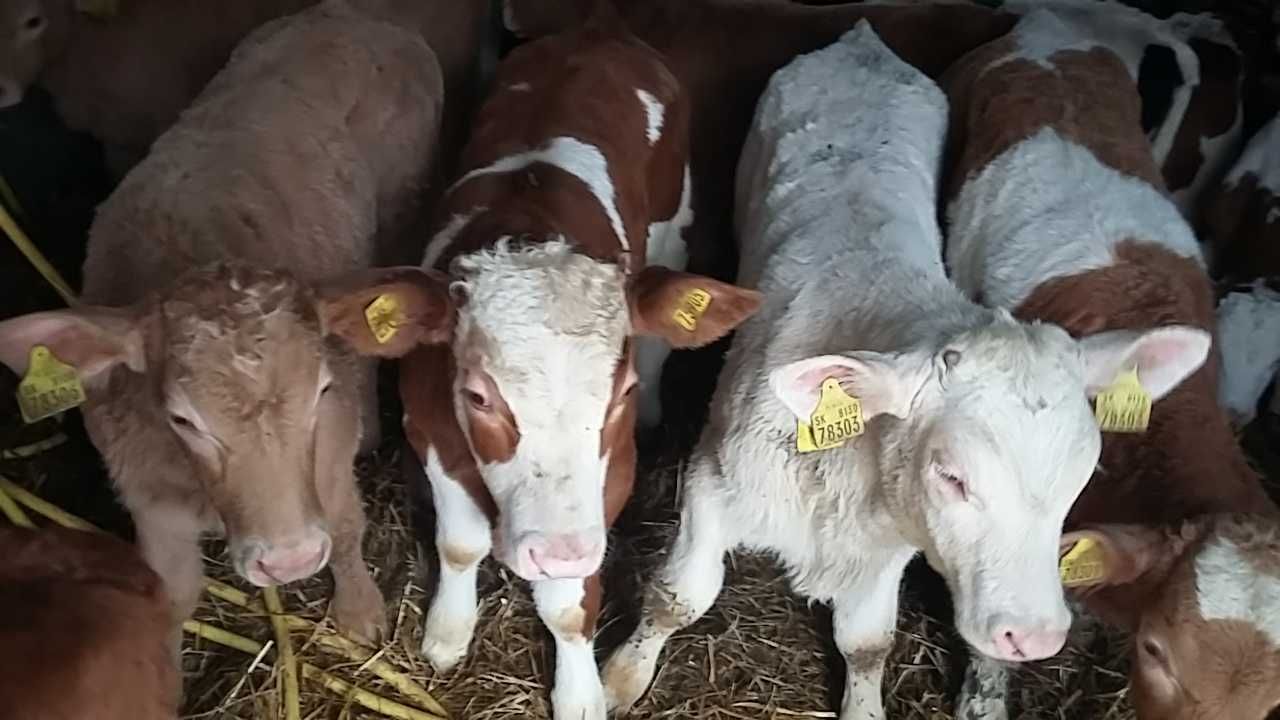 Byczki jałoszki mięsne Sobków