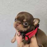 Chihuahua suczka czekolada xs