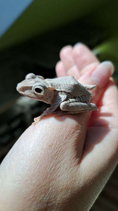 Rzekotka / wielkostopka kostnogłowa / Polypedates otilophus