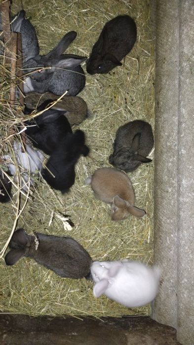 Продаются кролики