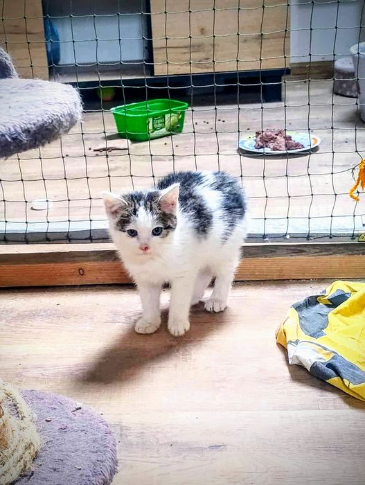 Kociaki Krysia i Poziomka szukają domów,uratowane,pomóż im,adoptuj,kot