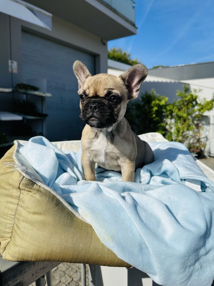 Bulldog Frances  menina linda