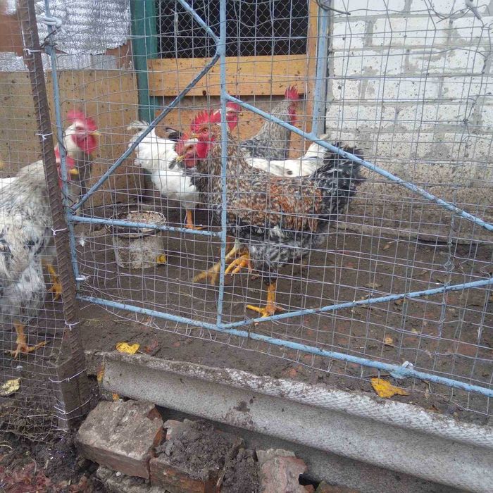 Продам домашних петухов
