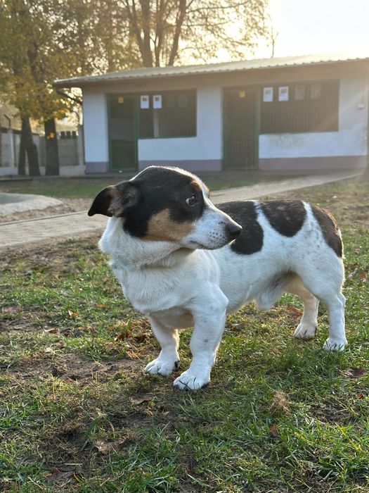 Zurek - mały piesek z dużym charakterem