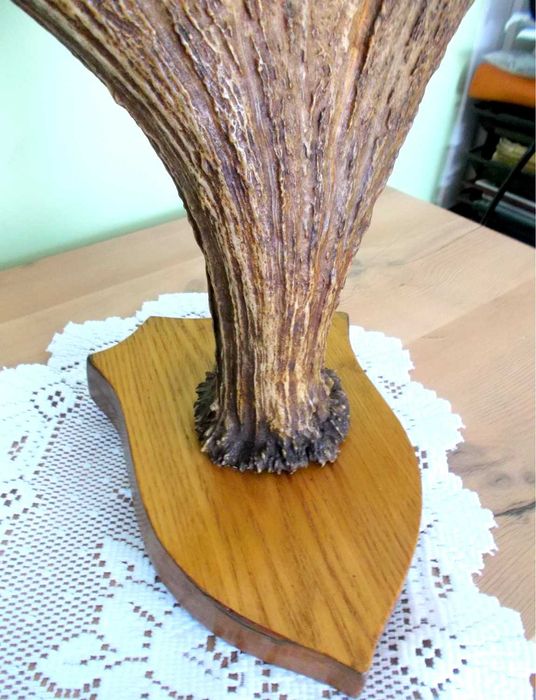 ŁOŚ Zrzut Poroże Rosocha Róg Rogi Trofeum Łopata Dekor Łosia