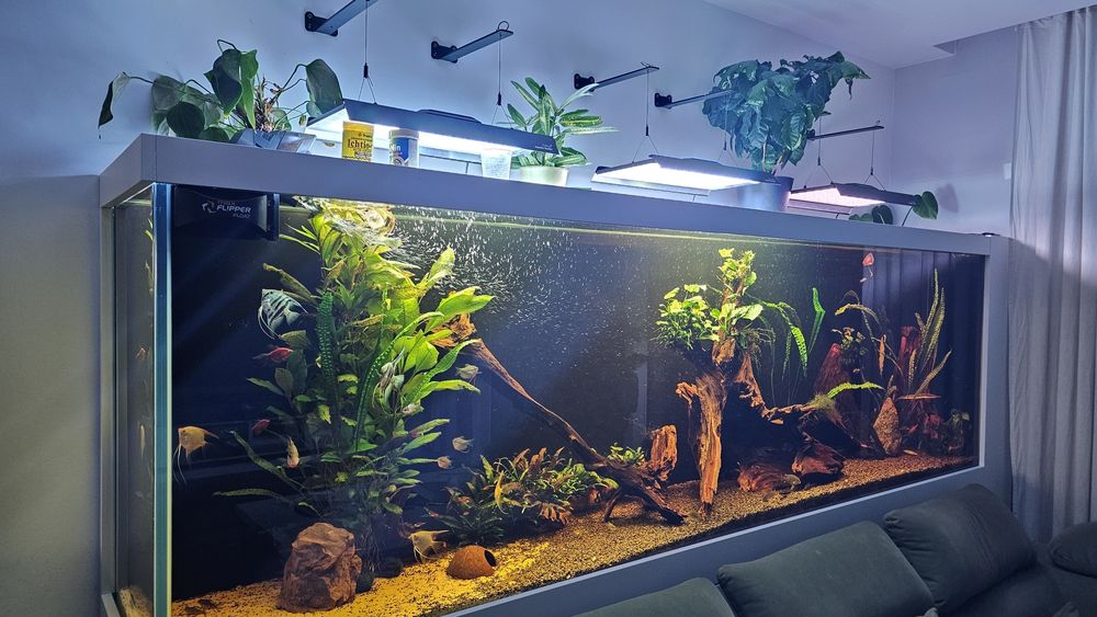 Ryby rybki do akwarium