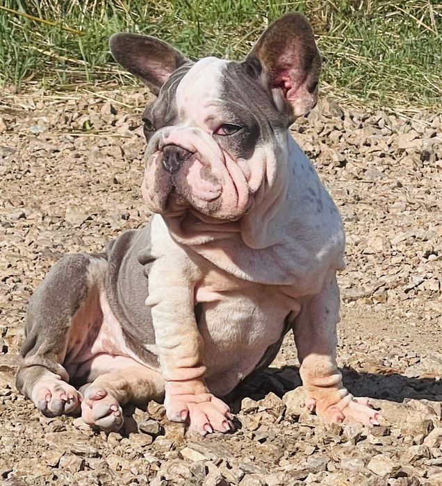 samica buldoga francuskiego