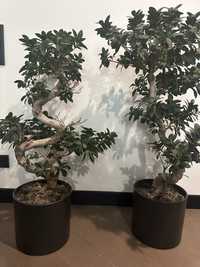 BONSAI 120cm z doniczką roślina drzewko życia szczęścia Okazja