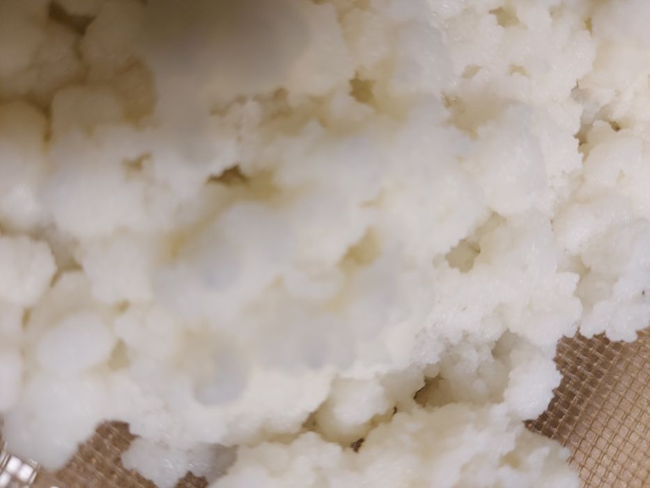 Grzybek tybetański naturalny probiotyk