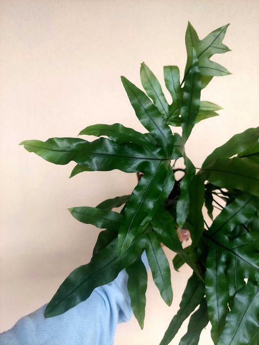 Planta Samambaia Jamaica