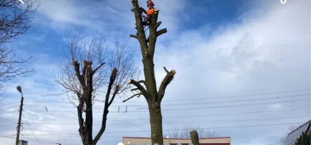 Зрізання дерев, послуги автовишки.