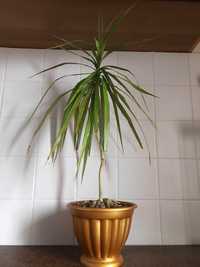 Растение комнатное Драцена дерево пальма h-77см вазон