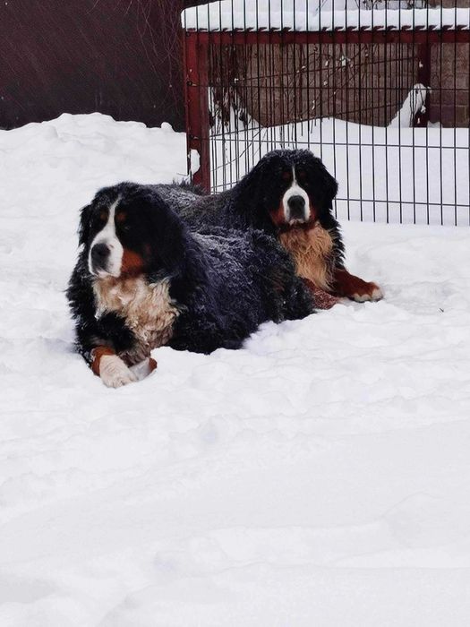 Urocza suczka Berneński Pies Pasterski !