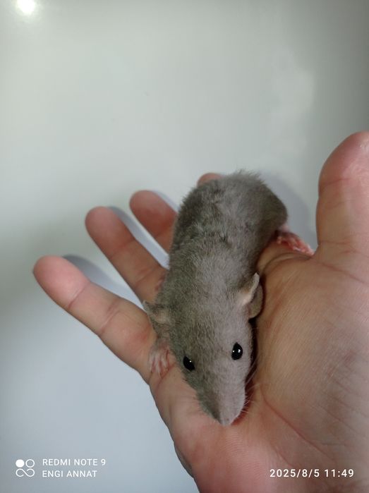 Szczurki DUMBO rex i inne