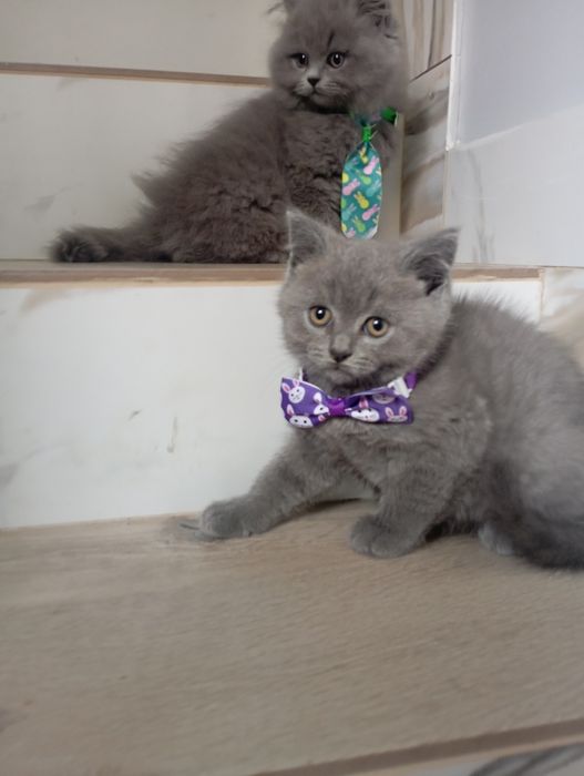 Kot brytyjski   krótkowłosy i długowłosy