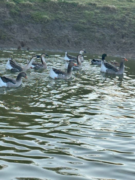 Jajka z wolnego wybiegu