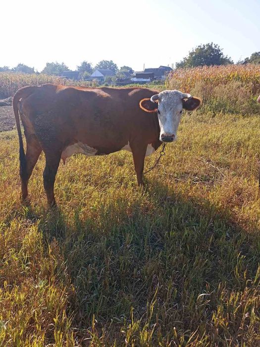Продам корову тільну