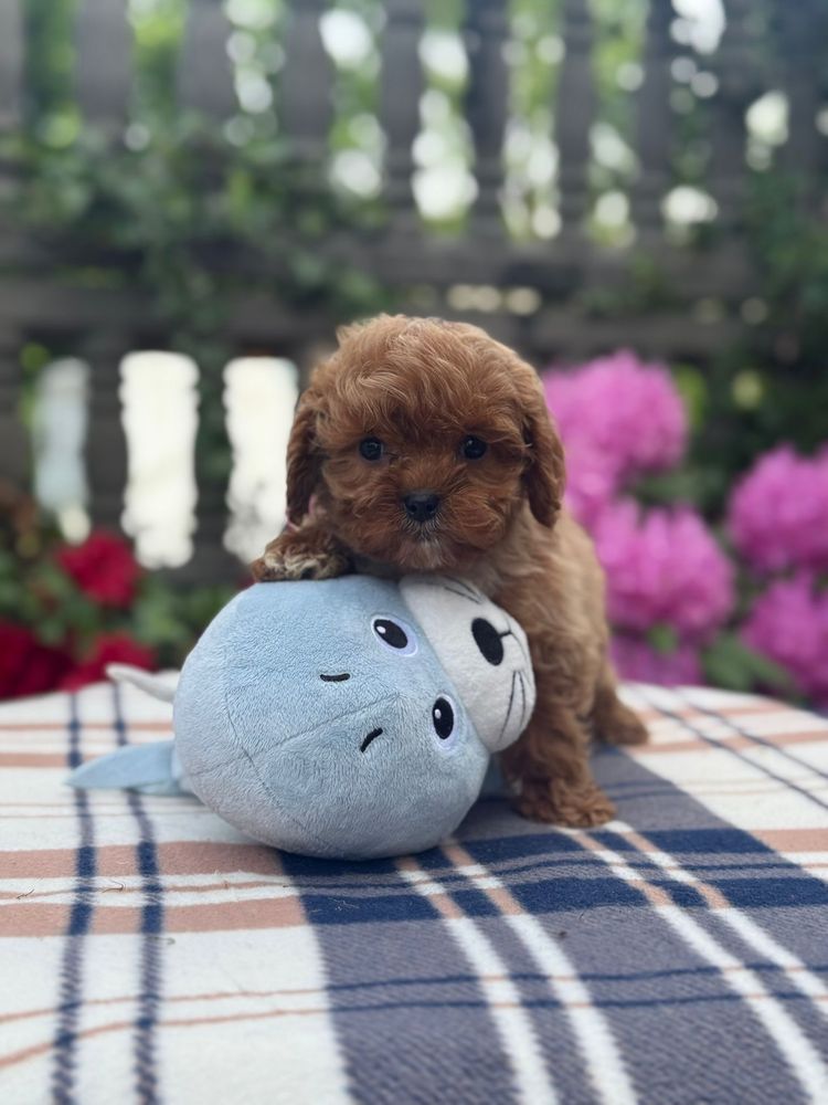 Cavapoo słodki piesek