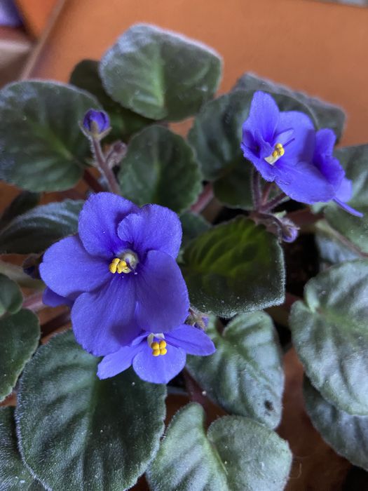 Фиалка голубая-синяя