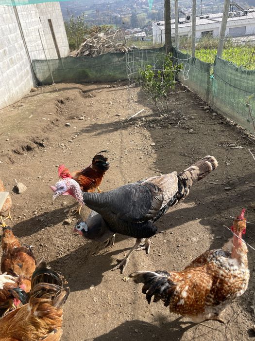 Peru macho para despachar