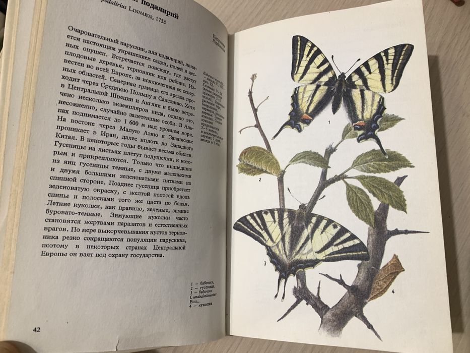 Книга «Бабочки». Артия