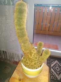Kaktus gigant nie kujący z maluchami.