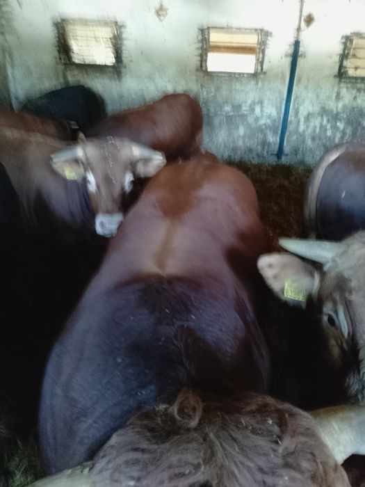 Sprzedam byki mięsne