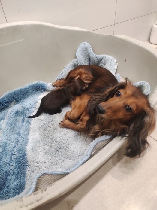 Jamniczka długowlosa królicza/ miniaturowa