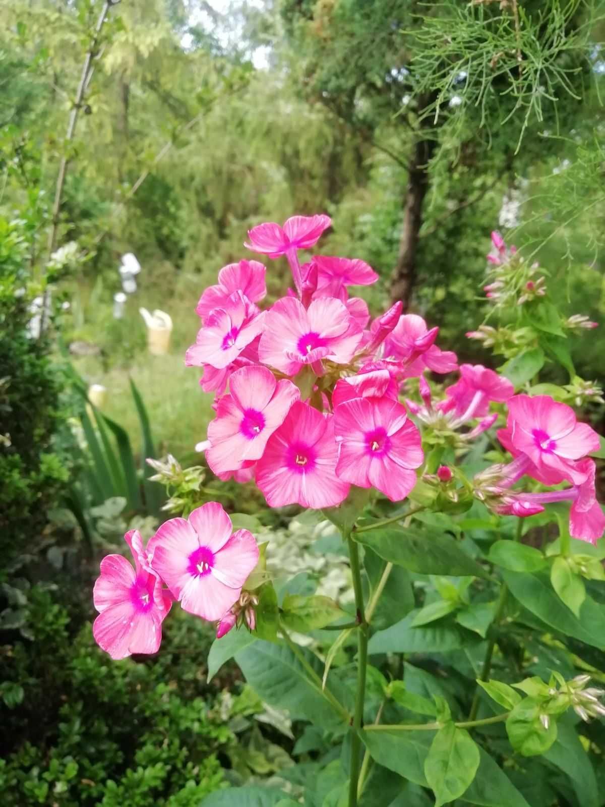 Флокси (Phlox) різних кольорів, є махрові