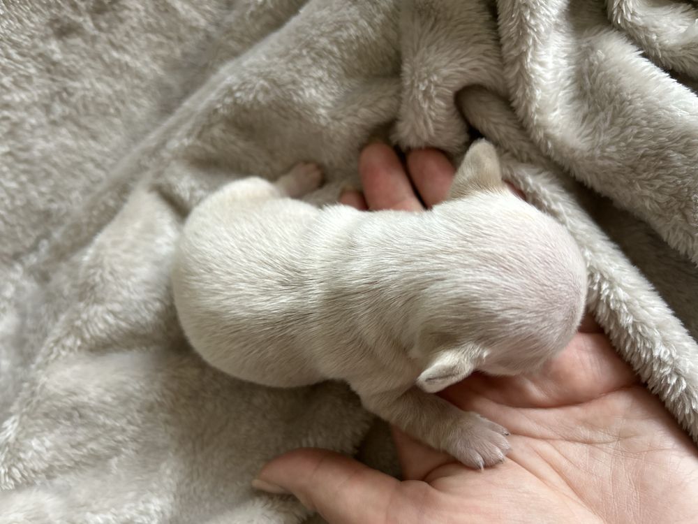 Piesek Chihuahua ecru