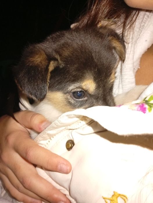 Отдаём собаку в добрые руки