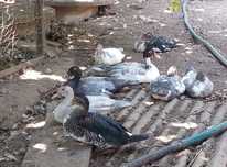 10 patos mudos com 4,5 e com 6,5 meses de idade