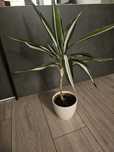 Dracena Green White