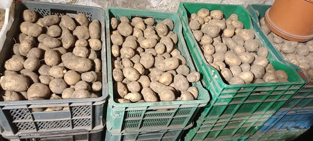 Sprzedam ziemniak jadalne BRYZA bez nawozów sztucznych