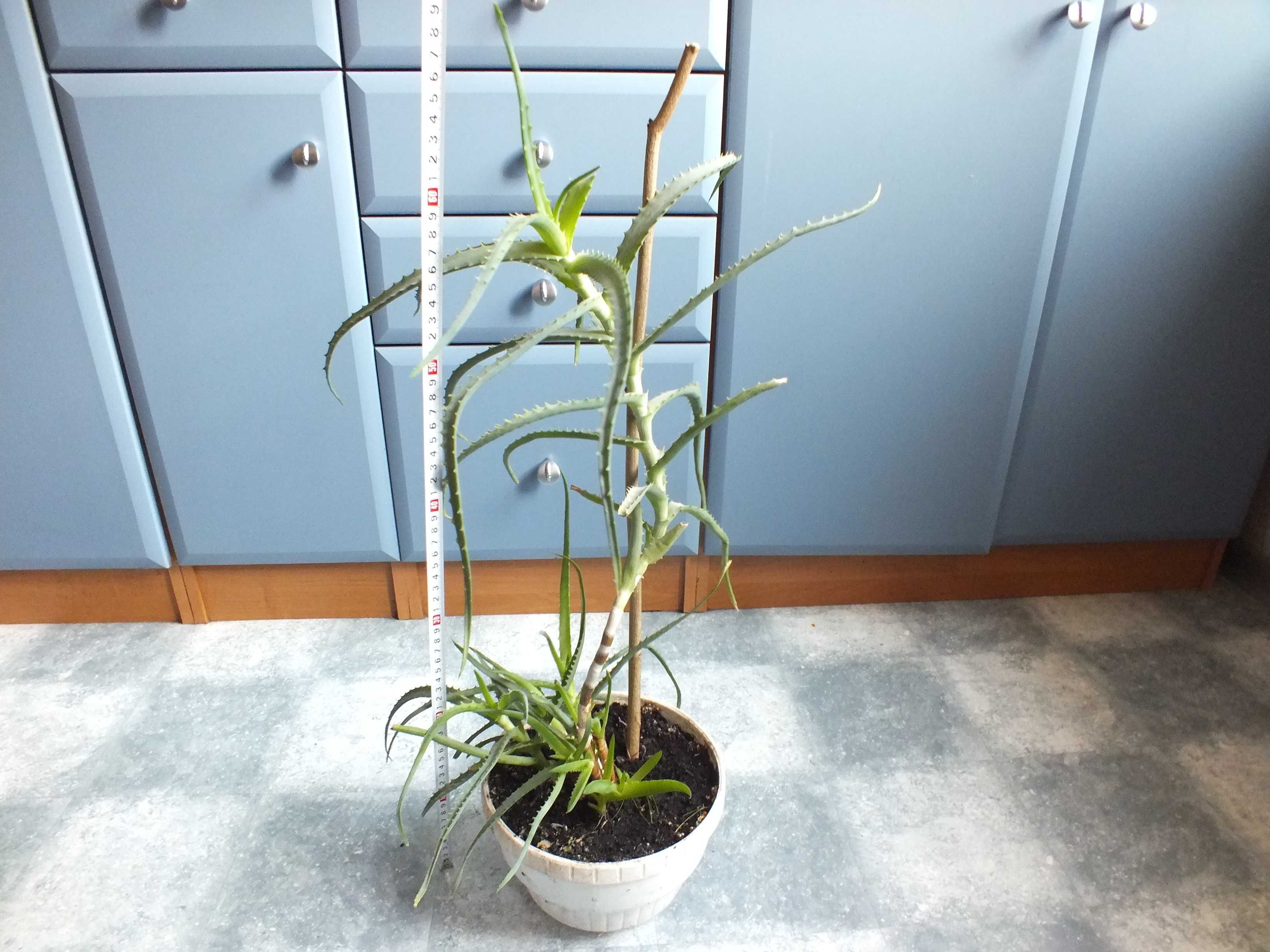 ALOES Drzewiasty roślina w doniczce 70cm dużo odnóg doniczkowa kwiat