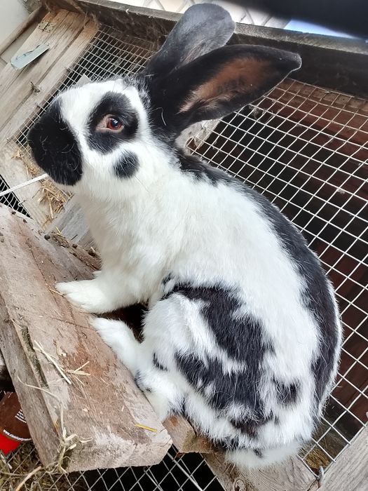 Samiec Olbrzym Srokacz czarny z rodowodem