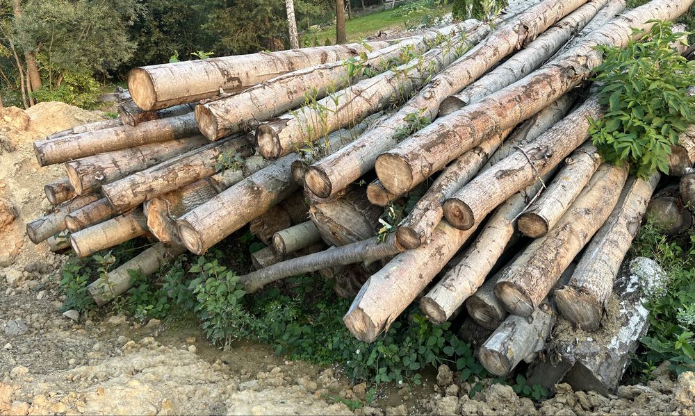 Topola drzewo drewno kawalki 5  m