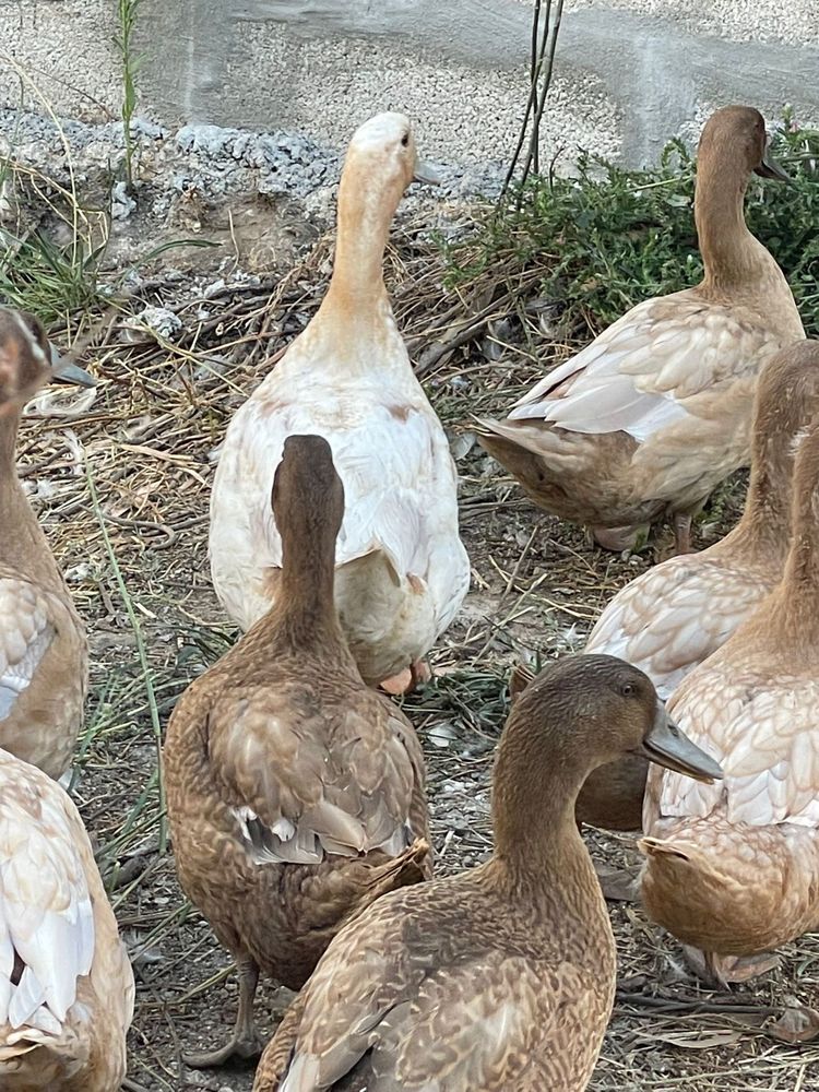 Pato Amarelo Sueco
