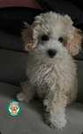 Maltipoo F2 piesek gotowy do odbioru, domowa hodowla