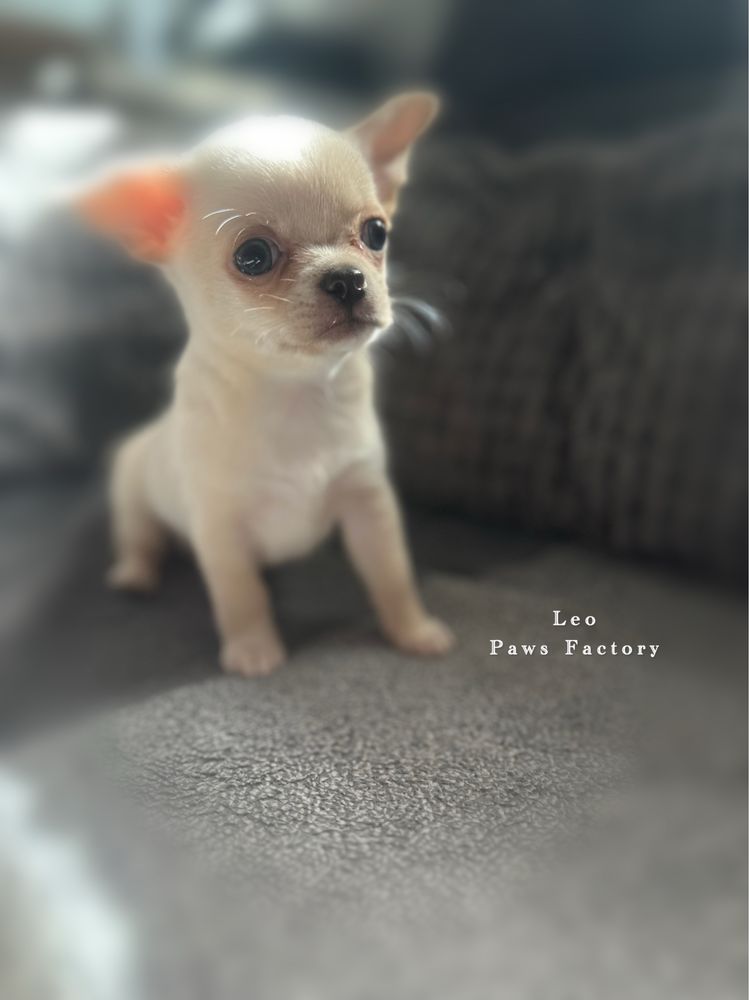 Chihuahua krótkowłosy