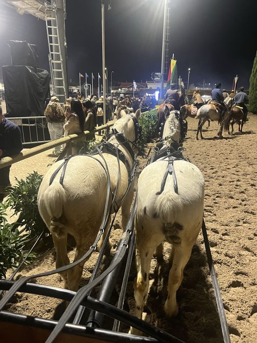 Poneis parelha mini cavalos