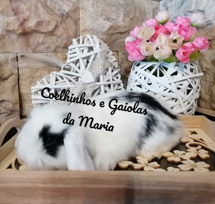 KIT Coelhos Anões, Mini Toy, Holandêz, Tedy, Coelhinho Mini Lop Belier