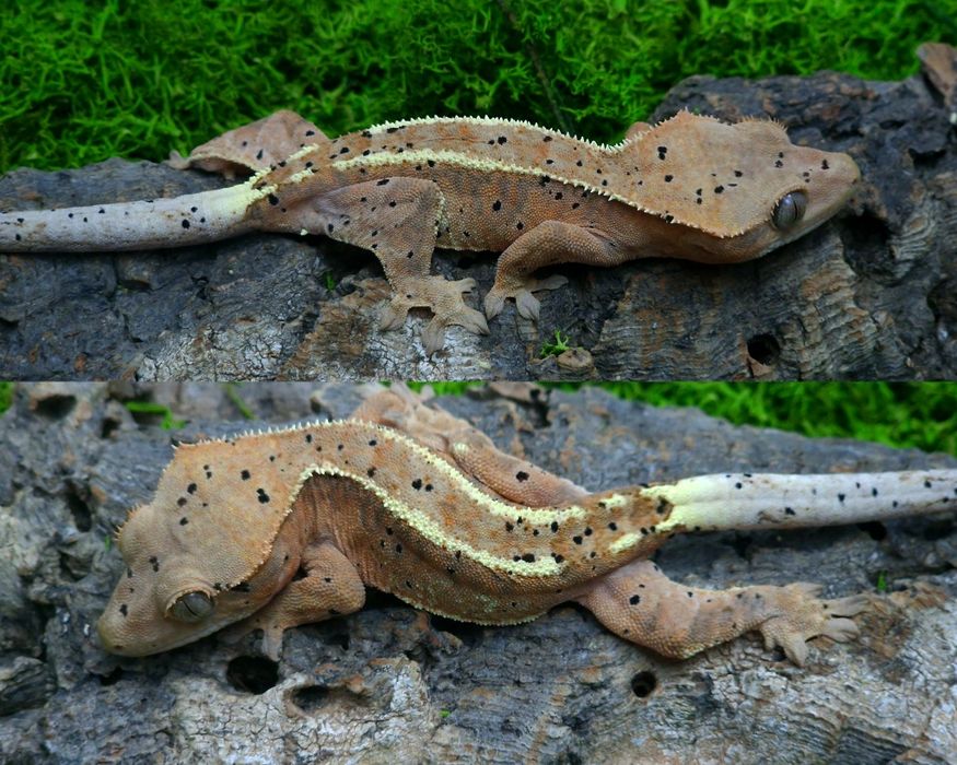 Gekon orzęsiony cappuccino samica 15g Egzocity Transport