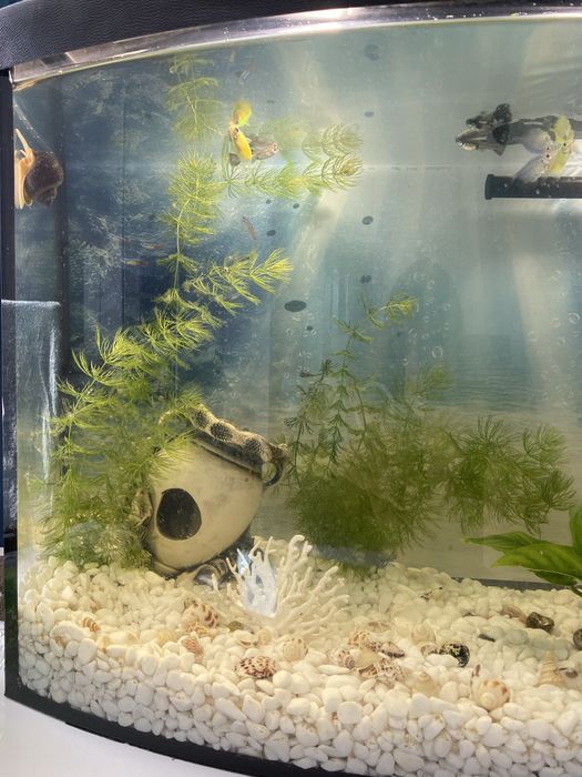 Акваріум 62л новий стан