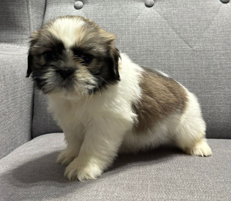 Suczka SHIH TZU o