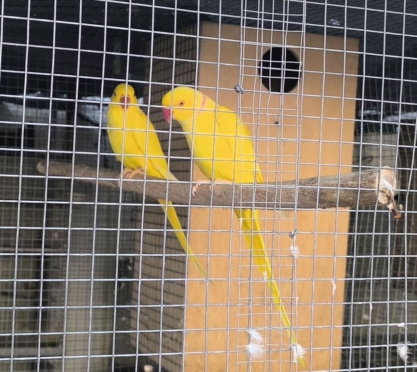Casal de ring necks lutinos reprodutor